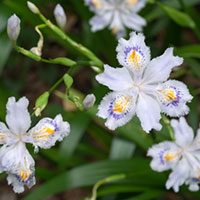 アヤメ科シャガの花