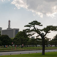 警視庁と松と雲