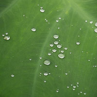 里芋の葉の雨粒