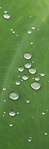 里芋の葉の雨粒(縦)