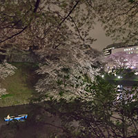 千鳥ケ淵の夜桜とボート