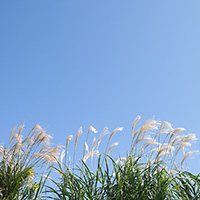 ススキと青空