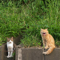 眠い猫たち