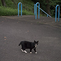 夜の散歩をするパンダねこ