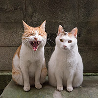 あくびする寅ねこと白ねこ