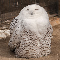 目をつぶるシロ フクロウ