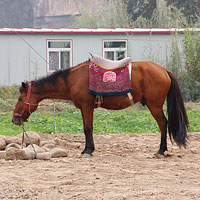 馬の真横