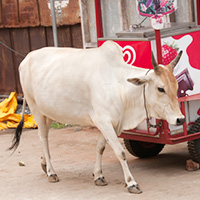 インドの白い牛